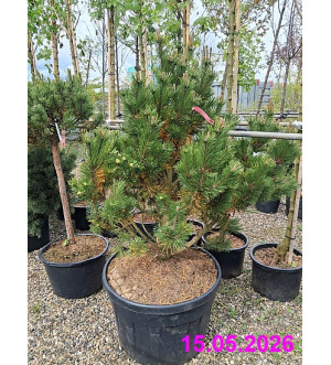 Pinus mugo 'Wintergold' C 160 L